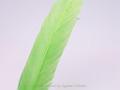 Feather color - Green